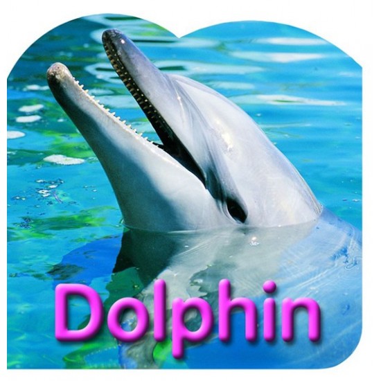 Board Book: Dolphin