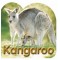 Board Book: Kangaroo