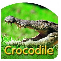 Board Book: Crocodile