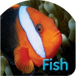 Board Book: Fish