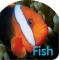 Board Book: Fish