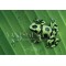 Vanishing Act: The Artistry of Animal Camouflage